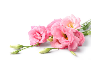 Beautiful pink eustoma flowers on white background