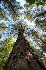 Majestic Pine Tree Viewed from Below Surrounded by Lush Green Forest : Generative AI