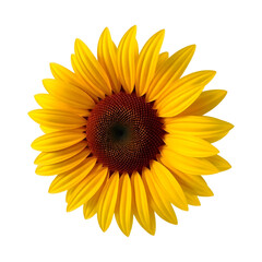 Naklejka premium Hyper-Realistic 3D Sunflower with Rich Yellow Petals Floating on Transparent Background for Stunning Floral Art