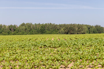 green sugar beet foliage in the field