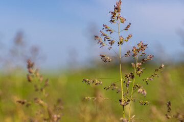 a ripening ear of grass in the summer, plant details