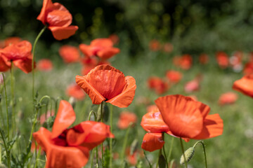 a large number of red poppies in the green grass