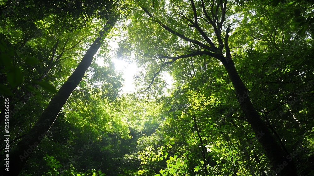Poster Dramatic Forest Canopy with Sunlight Streaming Through Lush Tree Leaves : Generative AI