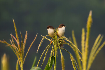Yellow-eyed babbler 