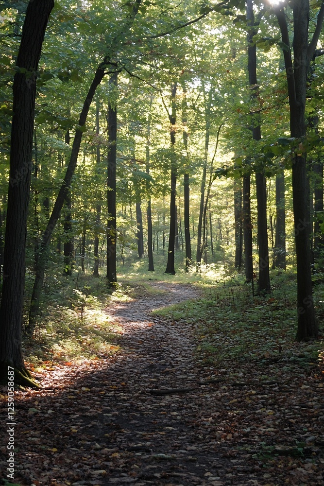 Aufkleber Serene forest path illuminated by sunlight through the trees creating a peaceful atmosphere for a nature escape : Generative AI