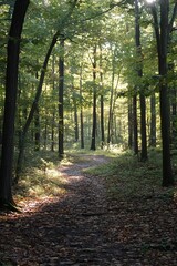 Obraz premium Serene forest path illuminated by sunlight through the trees creating a peaceful atmosphere for a nature escape : Generative AI