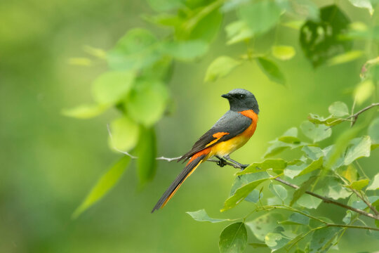 Small Minivet 
