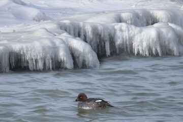 Obraz premium Goldeneye Hen in iny bay