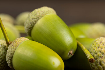 not ripe green oak acorn close  up