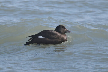White Winged Scoter duck swimming