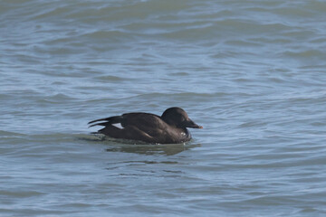 White Winged Scoter duck swimming