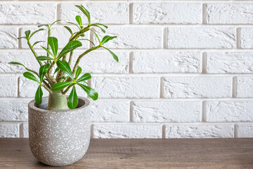 Adenium obesum plant with a form of mini baobab standing on a wooden table. Interior decoration concept with copy space