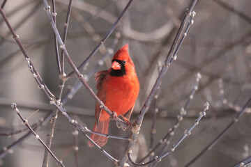 Northern CArdinals in winter