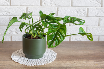Monstera flower plant in a bottle green pot stands on white crochet doily. Interior decoration