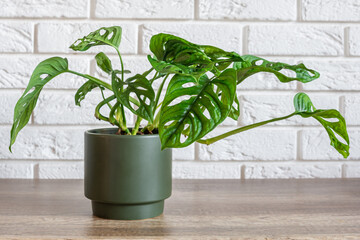 Monstera monkey mask plant in a bottle green pot. Minimalistic home decoration