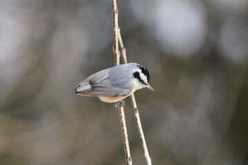 Obraz premium Rose breasted Nuthatch in winter