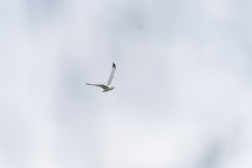 Ring-gull 