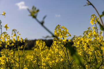 Obraz premium beautiful rapeseed flowers in sunny spring weather
