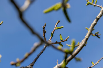 sunny weather in an orchard with walnuts