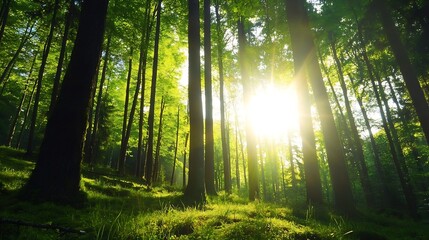 Fototapeta premium Sunlight Streaming Through a Dense Forest Creating a Magical Green Atmosphere : Generative AI