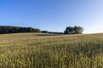 a large field with a harvest of unripe yellow cereals at sunset