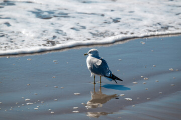 Seagull on the beach