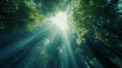 森にさしこむ光
