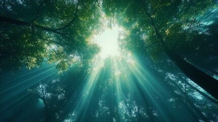 森にさしこむ光