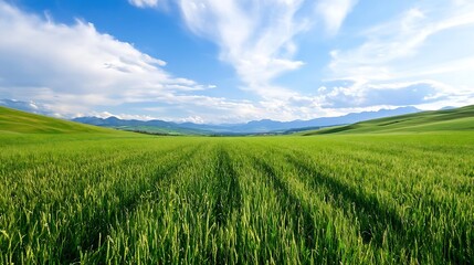 Fototapeta premium Lush Green Rice Field Under Bright Blue Sky with Scenic Mountains in the Background for Summer Vibes : Generative AI
