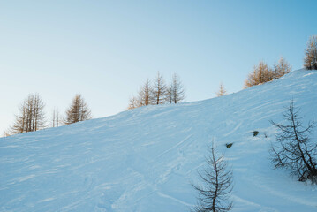 Fototapeta premium snow covered trees