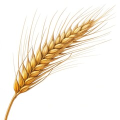 Golden Wheat Ear Detailed Botanical Illustration, Harvest Concept, White Background, ,wheat, grain