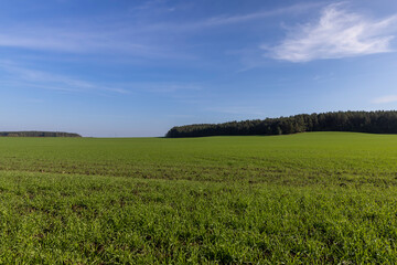 green young wheat hybrid with frost resistance, hybrid wheat
