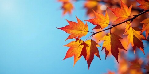 Fototapeta premium Close-up shot of an autumn branch with leaves in shades of golden yellow and crimson red against a blue sky , red, orange, yellow