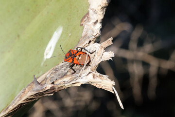 Insect on Leaf Seed Bug Close Up