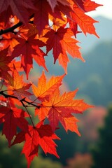 Colorful leaves on a deciduous tree, autumn, leaf, trees