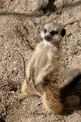 ミーアキャットの赤ちゃん　仁王立ち