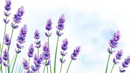 Naklejka premium Lavender Flowers Purple Blooms Nature Background Floral Design Spring Summer Botanical Herbal