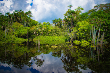 Palm trees and lush greenery reflecting on the still waters of the Arapiuns River.
