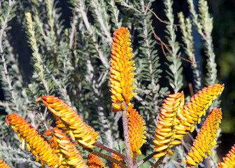 Close up on Aloe ferox flower, commonly known as bitter aloe, is a species of flowering plant in the family Asphodelaceae. Ready to bloom.