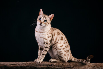 Mink Snow Bengal Cat