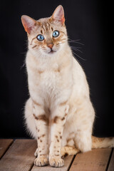 Mink Bengal Cat on Black