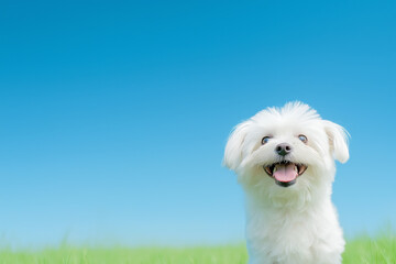 Maltese dog, a cute and happy puppy, fluffy and white, smiling outdoors in nature