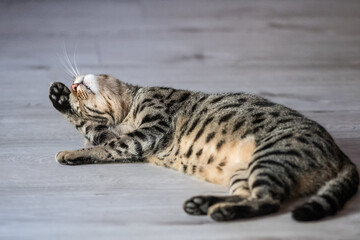 Bengal Mix Cat relaxing on wooden Floor