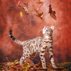 Bengal Cat in Foliage