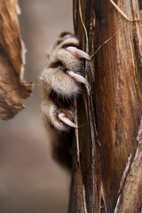 Cat Claws hurting Plant