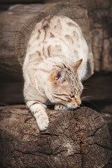 Male Snow Bengal Cat playing on ancient Wood