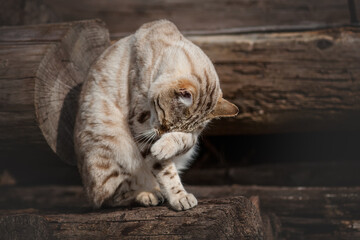 Male Snow Bengal Cat playing on ancient Wood