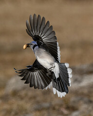 Blue Jay in Flight