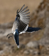 Blue Jay in Flight