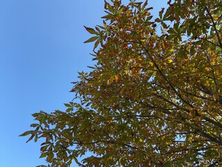 branches of a tree